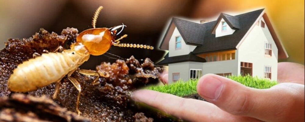 Termite control services